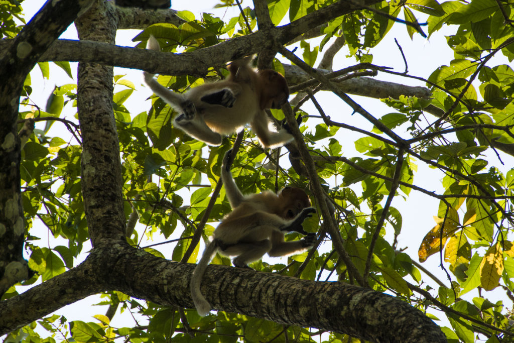 Makaken Affen Bako-Nationalpark Borneo Malaysia Kuching Sarawak
Ausflugsziele Highlights Reisetipps