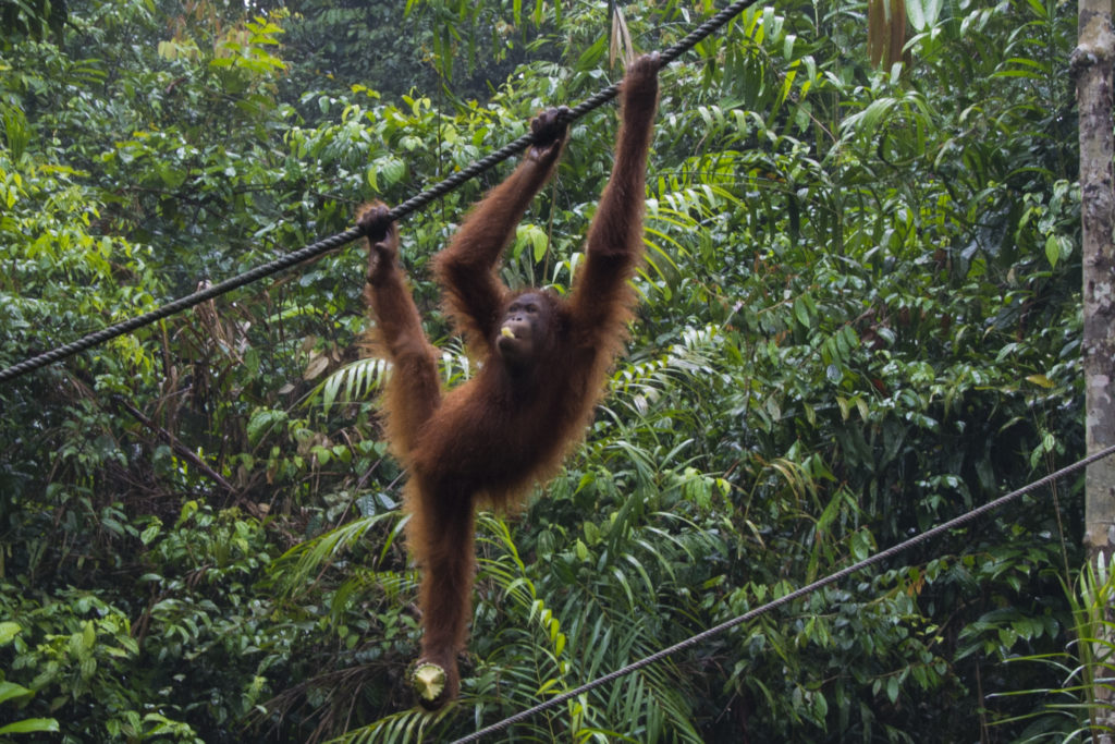Orangutan Kuching Borneo 3 Tage Ausflugsziele Reisetipps Highlights 