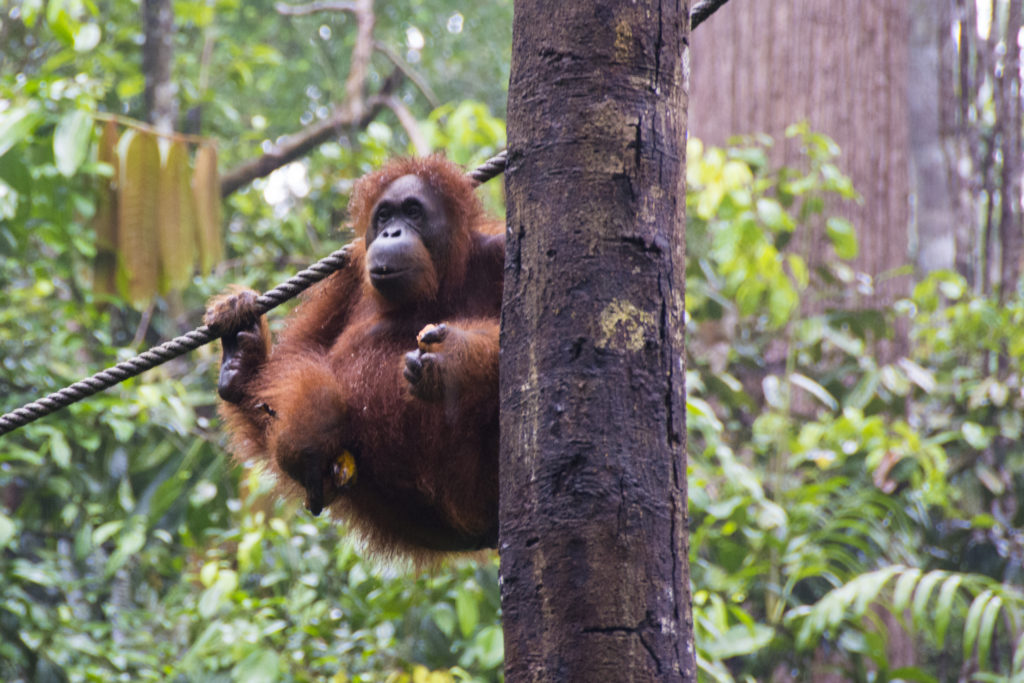 Orangutan Semenggoh Nature Reserve

3 Tage Kuching Borneo  Ausflugsziele  Reisetipps Highlights