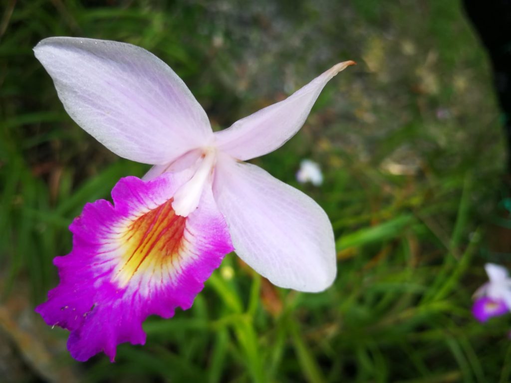 Orchideenpark 

 Kuching Borneo Malaysia 3 Tage
Ausflugsziele